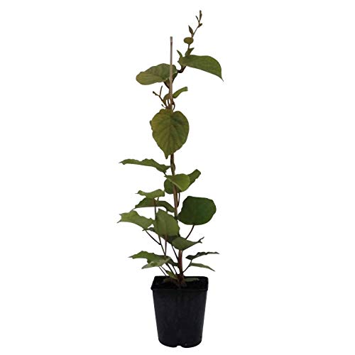 Tomuri männliche Kiwi Pflanze Befruchtersorte Actinidia chinensis ca. 40-60 cm 3,5 Liter Topf von Müllers Grüner Garten Shop