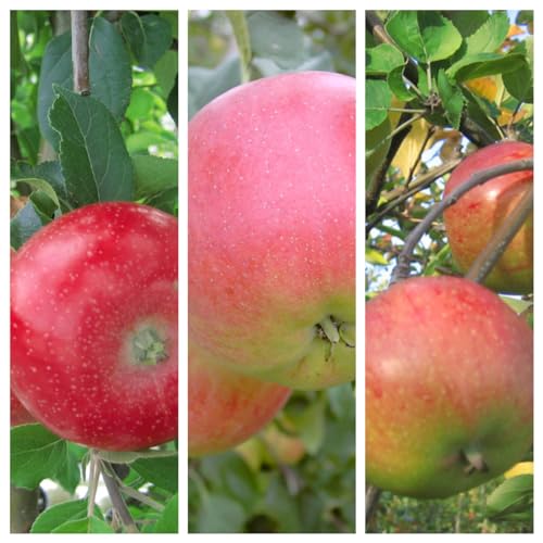 Trio Familienbaum Kinderapfelbaum mit den Sorten Roter Gravensteiner - Rubinola (S) - Topaz (S) 7,5 Liter Topf, M7 von Müllers Grüner Garten Shop