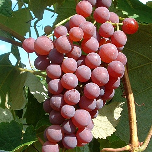 Weintraube Vanessa kernlose rosefarbene Früchte 3,5 Liter Topfballen von Müllers Grüner Garten Shop