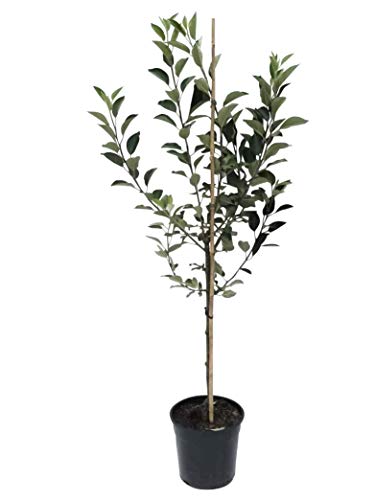 Weißer Klarapfel Sommerapfel Roggenapfel Apfelbaum Buschbaum 110-140 cm 9,5 Liter Topf MM111 von Müllers Grüner Garten Shop