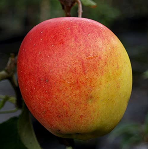 Wellant ® Fresco Apfel für Apfelallergiker Buschbaum 7,5 L Topfballen M7 von Müllers Grüner Garten Shop