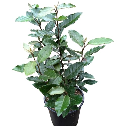 Winterharte Wintergrüne Ölweide Compacta Elaeagnus ebbingei Compacta 3 Liter Topfballen von Müllers Grüner Garten Shop