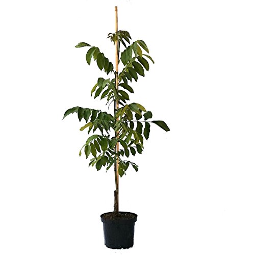 Wunder von Monrepos, großfruchtige Walnuss Sorte veredelter Walnussbaum 40-80 cm im 10 Liter Topf von Müllers Grüner Garten Shop
