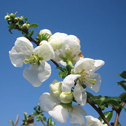 Zierquitte Jet Trail Scheinquitte weiße Blüte verwertbare Früchte ca. 30-60 cm im 3 Liter Topf von Müllers Grüner Garten Shop