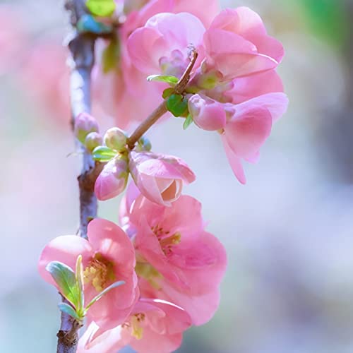 Zierquitte Pink Trail Scheinquitte rosa pinke Blüte essbare Zierquitte ca. 30-60 cm 3 Liter Topf von Müllers Grüner Garten Shop