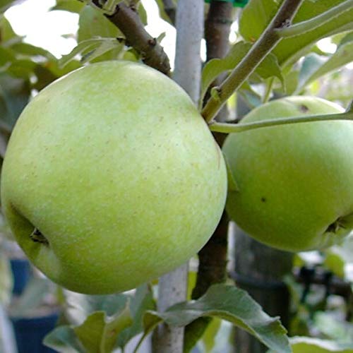 Zuccalmaglio Renette Winterapfel Buschbaum Liebhabersorte ca. 110-140 cm 10 L Topf Unterlage M7 Zuccalmaglio Renette Winterapfel Buschbaum Liebhabersorte ca. 110-140 cm 10 L Topf Unterlage M7 von Müllers Grüner Garten Shop