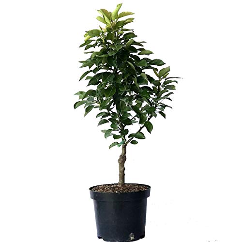 Zwergbirne Helenchen kleinbleibender Birnenbaum Terrassenobst Balkonobst 80-100 cm 7-10 Liter Topf Zwergbirne Helenchen kleinbleibender Birnenbaum Terrassenobst Balkonobst 80-100 cm 7-10 Liter Topf von Müllers Grüner Garten Shop