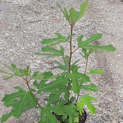 Zwergfeige Little Miss Figgy® - Feige Feigenbaum Ficus carica ca. 40-60 cm, 3 Liter Topfballen von Müllers Grüner Garten Shop