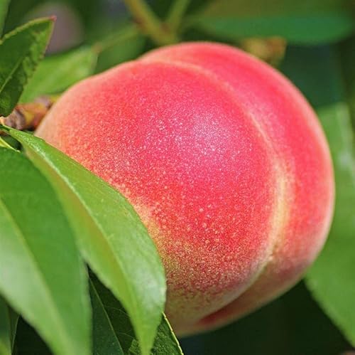 Zwergpfirsich Little Joe Prunus persica kleinbleibend süßes rotes Fruchtfleisch 110-140 cm 7,5 Liter Topfballen von Müllers Grüner Garten Shop