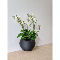 Eckpflanzer, Leichter Teardrop-Blumentopf, Wandmontierter Blumentopfkorb, Modernes Design-Blumentopf, Hängender Sukkulenten - Runder Tropfen Eckpflanzer, Leichter Teardrop-Blumentopf, Wandmontierter Blumentopfkorb, Modernes Design-Blumentopf, Hängender Sukkulenten - Runder Tropfen von MundiDesignLab