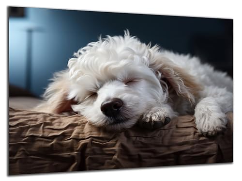 Munera Design - Bild 40x60 - schlafender Hund Welpe Pudel - Wand-Bilder Wohnzimmer von Munera Design