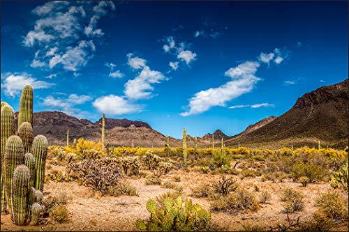 Muralo Fototapete Landschaft 210 x 315 cm Vlies Tapete Wandtapeten Wüste Kakteen Himmel Wohnzimmer Schlafzimmer Moderne Wandbilder XXL Natur Panorama Wand Dekoration von Muralo