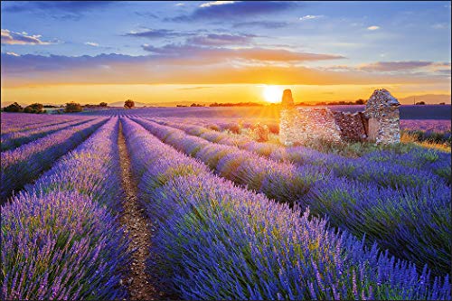 Muralo Fototapete Landschaft 270 x 405 cm Vlies Tapete Wandtapeten Lavendel Feld Himmel Wohnzimmer Schlafzimmer Moderne Wandbilder XXL Natur Panorama Wand Dekoration von Muralo