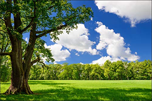 Muralo Fototapete Landschaft 270 x 405 cm Vlies Tapete Wandtapeten Park Gras Bäume Grün Himmel Wohnzimmer Schlafzimmer Moderne Wandbilder XXL Natur Panorama Wand Dekoration von Muralo