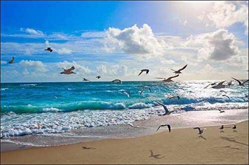 Muralo Fototapete Strand 60 x 90 cm Vlies Tapete Wandtapete Meer Möwen Himmel Wohnzimmer Schlafzimmer moderne Wandbilder XXL Natur Panorama Wasser Wand Dekoration von Muralo