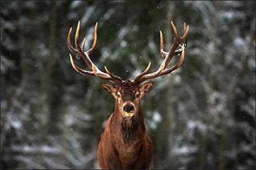 Muralo Fototapete Tiere 180 x 270 cm Vlies Tapete Wandtapeten Hirsch Wald Bäume Wohnzimmer Schlafzimmer Moderne Wandbilder XXL Tierweld Landschaft Panorama Natur Wand Dekoration von Muralo