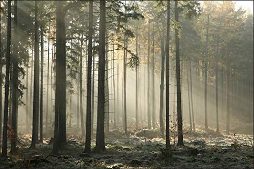 Muralo Fototapete Wald 240 x 360 cm Vlies Tapete Wandtapeten Bäume Wohnzimmer Schlafzimmer Moderne Wandbilder XXL Landschaft Nebel Panorama Wand Dekoration von Muralo