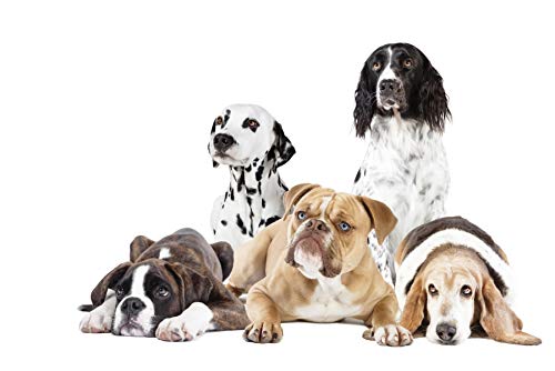 Muralo Selbstklebende Fototapete 104x70,5 Jugend Hunde Tiere 3D Moderne Tapete Kinderzimmer Schlafzimmer Wandbilder Wandtapete Wandtattoo XXL Br. 104 cm x Hö. 70,5 cm von Muralo