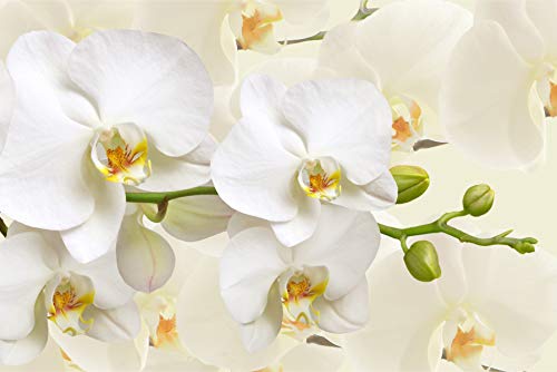 Muralo Selbstklebende Fototapete 180 x 120 Orchideen Blumen Pflanzen Tapete Natur Stengel Blätter Muster Wohnzimmer Schlafzimmer Wandbilder XXL Wand Br. 180 cm x Hö. 120 cm von Muralo