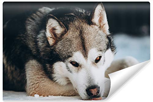 Muralo Selbstklebende Fototapete 208x146 Wohnzimmer Hund Malamut Husky 3D Moderne Tapete Schlafzimmer Wandbilder Wandtapete Wandtattoo XXL Br. 208 cm x Hö. 146 cm von Muralo