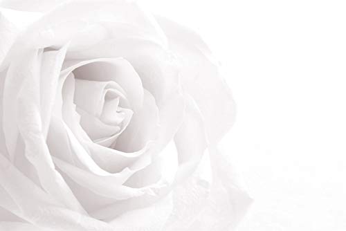 Muralo Vinyl Struktur FOTOTAPETE Wohnzimmer weiße Rose 3D Natur Tapete Wandtapeten 90 x 60 Wohnzimmer Schlafzimmer Moderne Wandbilder XXL Wand Dekoration Br.90xHö.60 von Muralo
