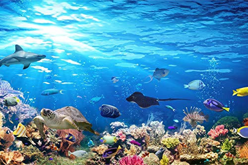 Muralo Vlies Fototapete 208 x 146 Natur Ozean Meer Tapete Wasser Unterwasserwelt Korallenriff Tiere Wohnzimmer Schlafzimmer Wandbilder XXL Wand Br. 208 cm x Hö. 146 cm von Muralo