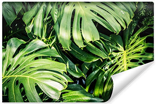 Muralo Vlies Fototapete 360 x 240 Monstera Blätter Natur Tapete Pflanzen Flora Dschungel Exotik Wohnzimmer Schlafzimmer Wandbilder XXL Wand Br. 360 cm x Hö. 240 cm von Muralo