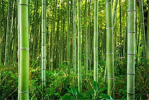 Muralo Vlies Fototapete 368 x 254 Wald Natur Bambus Tapete Tropen Exotik Flora Sprossen Wohnzimmer Schlafzimmer Wandbilder XXL Wand Br. 368 cm x Hö. 254 cm von Muralo