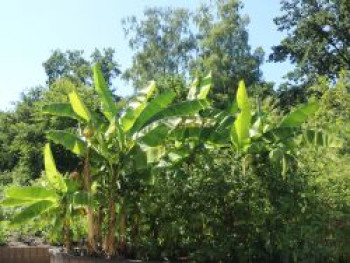 Kochbanane 'Dajiao', 30-70 cm, Musa 'Dajiao', Containerware von Musa 'Dajiao'
