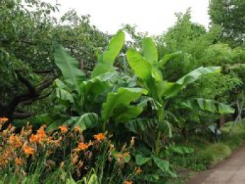 Japanische Faserbanane, 100-125 cm, Musa basjoo, Containerware Japanische Faserbanane, 100-125 cm, Musa basjoo, Containerware von Musa basjoo