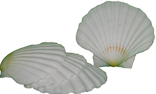 osters muschel-sammler-shop 4er Set Ragout Schalen Muscheln Hitzefest Scallops mit 2 Rezepten - Größe 10-12 cm - Fischessen - Muschelessen - Backofenfest - Spülmaschinenfest von osters muschel-sammler-shop