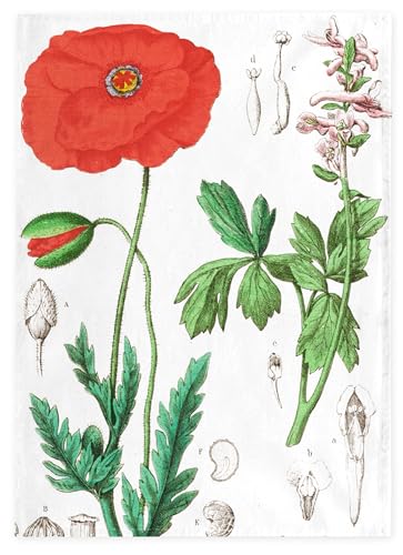 Museumeditions Lanzfeld - HTTW0030 - Geschirrtuch, Hortus Botanicus, Mohn, Baumwolle, 50cm x 70cm von Museumeditions