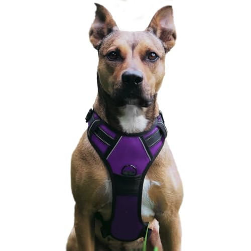 No Pull Hundegeschirr, Verstellbar Atmungsaktiv Reflektierend Weich Gepolstert Hunde Geschirr, Brustgeschirr für Hunde (Lila, L) von Musonic