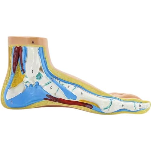 Muteitt Fußgelenk Skelett Modell Medizinische Anatomie Fuß Modell Füße Akupunktur Punkt Massage Modell Labor Schule Lehrmittel Muteitt Fußgelenk Skelett Modell Medizinische Anatomie Fuß Modell Füße Akupunktur Punkt Massage Modell Labor Schule Lehrmittel von Muteitt