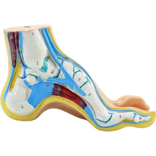 Muteitt Fußgelenk Skelett Modell Medizinische Anatomie Fuß Modell Füße Akupunktur Punkt Massage Modell Labor Schule Lehrmittel Muteitt Fußgelenk Skelett Modell Medizinische Anatomie Fuß Modell Füße Akupunktur Punkt Massage Modell Labor Schule Lehrmittel von Muteitt
