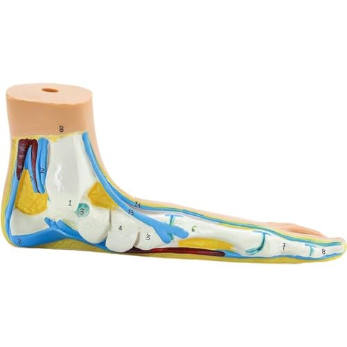 Muteitt Fußgelenk Skelett Modell Medizinische Anatomie Fuß Modell Füße Akupunktur Punkt Massage Modell Labor Schule Lehrmittel Muteitt Fußgelenk Skelett Modell Medizinische Anatomie Fuß Modell Füße Akupunktur Punkt Massage Modell Labor Schule Lehrmittel von Muteitt