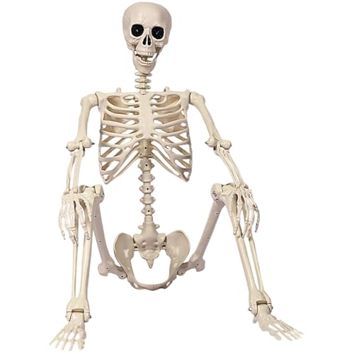 Halloween-Skelett, 1, 67 m großes, bewegliches Skelett in Lebensgröße, menschliche Ganzkörperknochen für die Halloween-Dekoration auf der Terrasse, im Rasen, im Garten oder Hof. von Muzrunq
