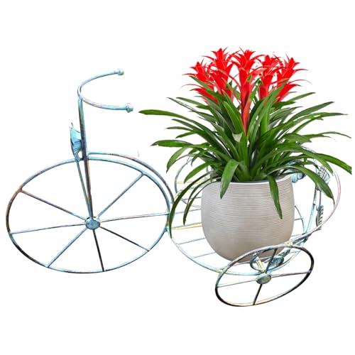 Muzrunq Fahrrad Pflanzer, 20.1x10.2x14.2 Vintage Metall Dreiradanlagen -Ständer, rostbezogene Blumenständer im Freien Dreirad für Hausgarten im Freien für Hausgarten Terrasse Muzrunq Fahrrad Pflanzer, 20.1x10.2x14.2 Vintage Metall Dreiradanlagen -Ständer, rostbezogene Blumenständer im Freien Dreirad für Hausgarten im Freien für Hausgarten Terrasse von Muzrunq