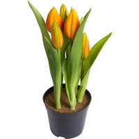 my home Kunstblume "Tulpenpflanze mit 5 Knospen" von My Home