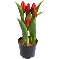 my home Kunstblume "Tulpenpflanze mit 5 Knospen" von My Home