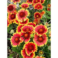 100+Samen Elegante Landhausblume Gaillardia Aristata | Fliederblume von MyGardenSeed