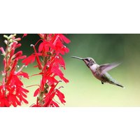 100+Samen Lobelia Cardinalis Kardinalblume Kolibri von MyGardenSeed