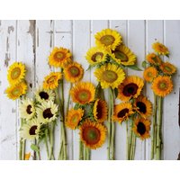 20 Samen Sonnenblume Go Bananen Mix von MyGardenSeed