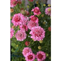 20 Scabiosa "Rose Pink " - Scabiosa Atropurpurea- Ideal Für Das Blumenbeet Oder Die Terrassenbehälter von MyGardenSeed