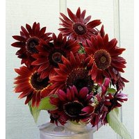 25 Samen Der Velvet Queen Sonnenblumenkerne von MyGardenSeed
