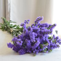 25 Samen Statice - Lila Limonium Sinuatum 25 Samen Statice - Lila Limonium Sinuatum von MyGardenSeed