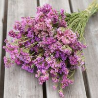 25 Samen Statice - Seeker Rose Shades Limonium Sinuatum von MyGardenSeed