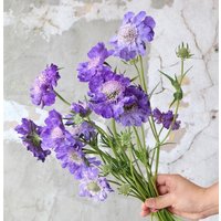 25 Scabiosa Blue Perfection - Ideal Für Das Blumenbeet Oder Die Terrassenbehälter von MyGardenSeed
