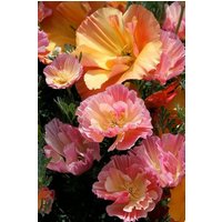 30+ Gemischte Mohnblumen "Appleblossom'chiffon' Eschscholzia von MyGardenSeed