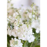 30 Auf Lager Samen - Weiße Matthiola Incana von MyGardenSeed